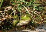 Frosch 1