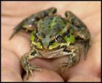 Teichfrosch in Kinderhand