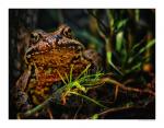 Frosch 2