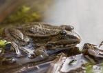 Frosch gegen das Licht