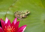 Frosch auf Seerose