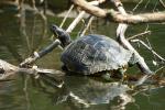 Wasserschildkröte