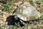 Griechische Landschildkröte 3