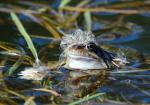 Lockenkopf-Frosch