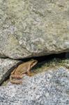 Kleiner gelbbrauner Grasfrosch