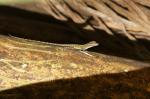 Anolis lucius