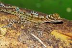 Anolis lucius