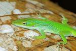 Anolis porcatus