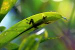 Anolis porcatus