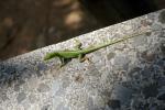 Anolis porcatus