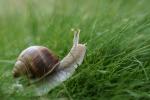 Schnecke