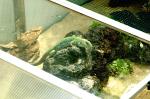 Gartenterrarium mit perleidechse