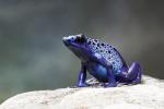 Dendrobates tinctorius var. azureus