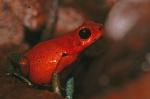 Oophaga pumila "Almirante"