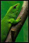 Madagaskar-Taggecko [Phelsuma madagascariensis]