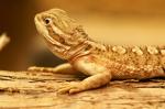 Pogona henrylawsoni (Zwergbartagame)