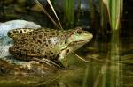 Teichfrosch (Rana kl. esculenta; neues Syn.: Pelophylax kl. esculentus),