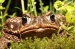 Rhinella schneideri