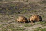 Pantherschildkröten "in love"