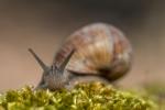 Weinbergschnecke