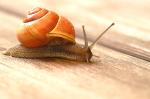 Schnecke