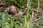 Schnecke