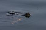 Gelbbauch Schmuckschildkröte (4)