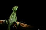 Reloaded: Stirnlappenbasilisk (Basiliscus plumifrons)