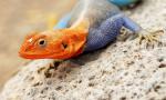 Agama lionotus