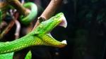 Trimeresurus albolabris 0.1