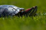 Rotwangenschmuckschildkröte (Trachemys scripta elegans)