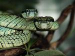 Trimeresurus trigonocephalus