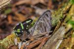 Dendrobates auratus in Carara