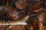 Bothrops asper in Carara