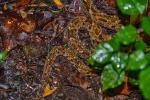 Bothrops asper in Carara