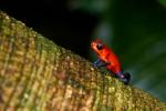 Oophaga pumilio