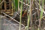 Indianer-Zierschildkröte (Chrysemys picta bellii)