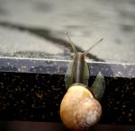 Schnecke im Regen