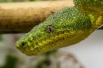 Corallus caninus Portrait