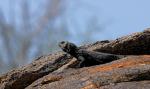 chuckwalla