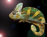 Furcifer pardalis