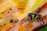 Mantella baroni