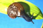 Schnecke