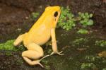 Phyllobates terribilis (1)