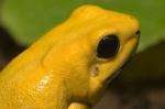 Phyllobates terribilis (3)