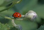 Heute bei mir im Garten