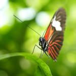 Schmetterling im Quadrat