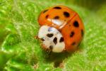 Harmonia axyridis