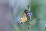 Schmetterling  Namibia