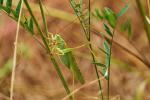 Tettigonia viridissima